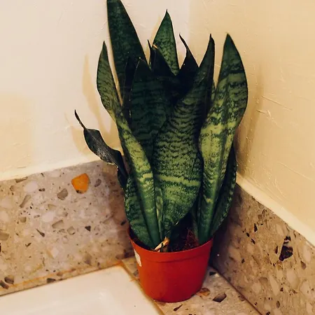 Appartement Loft With View Koneser *